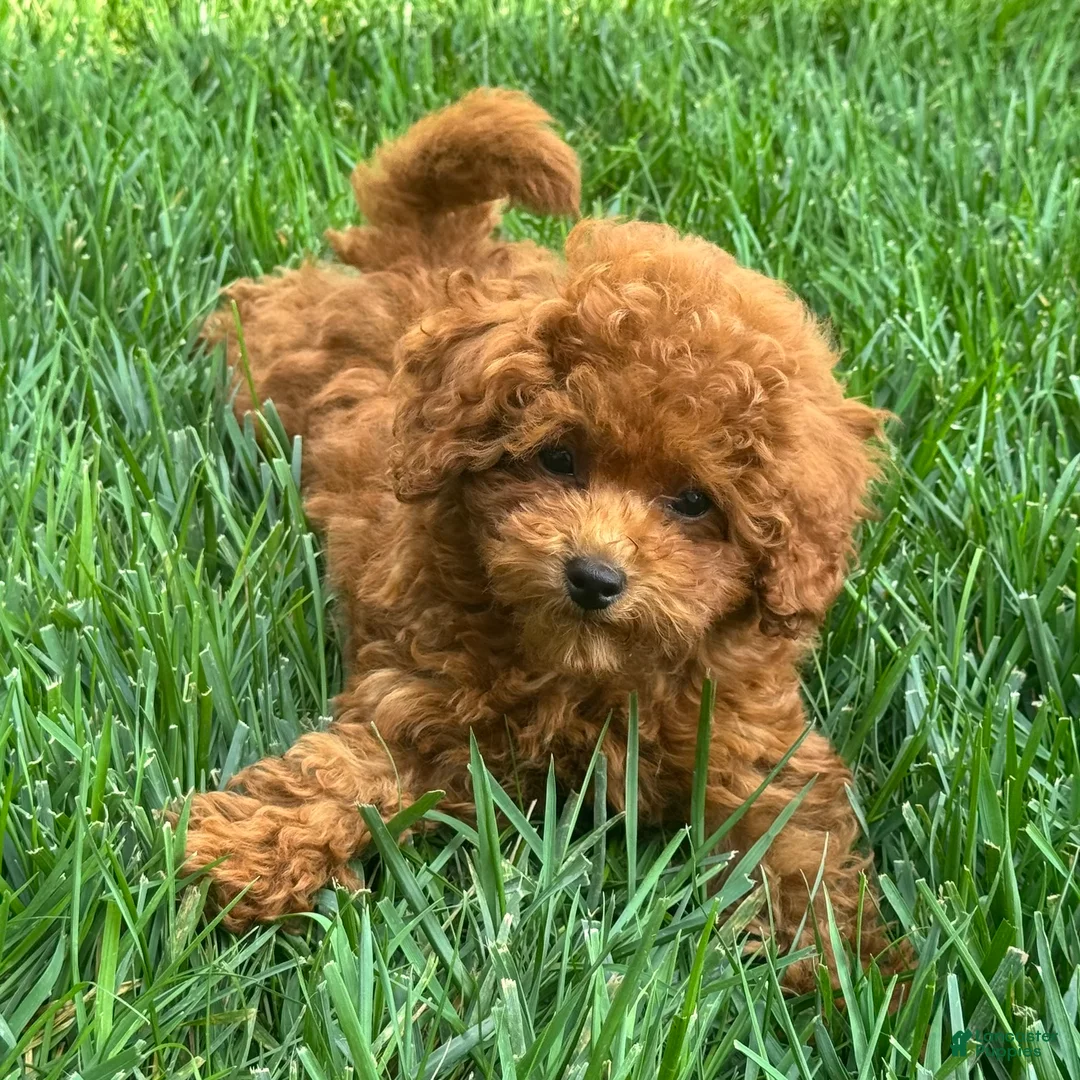 Miniature Poodle dogs for sale: Tank - Ad 1