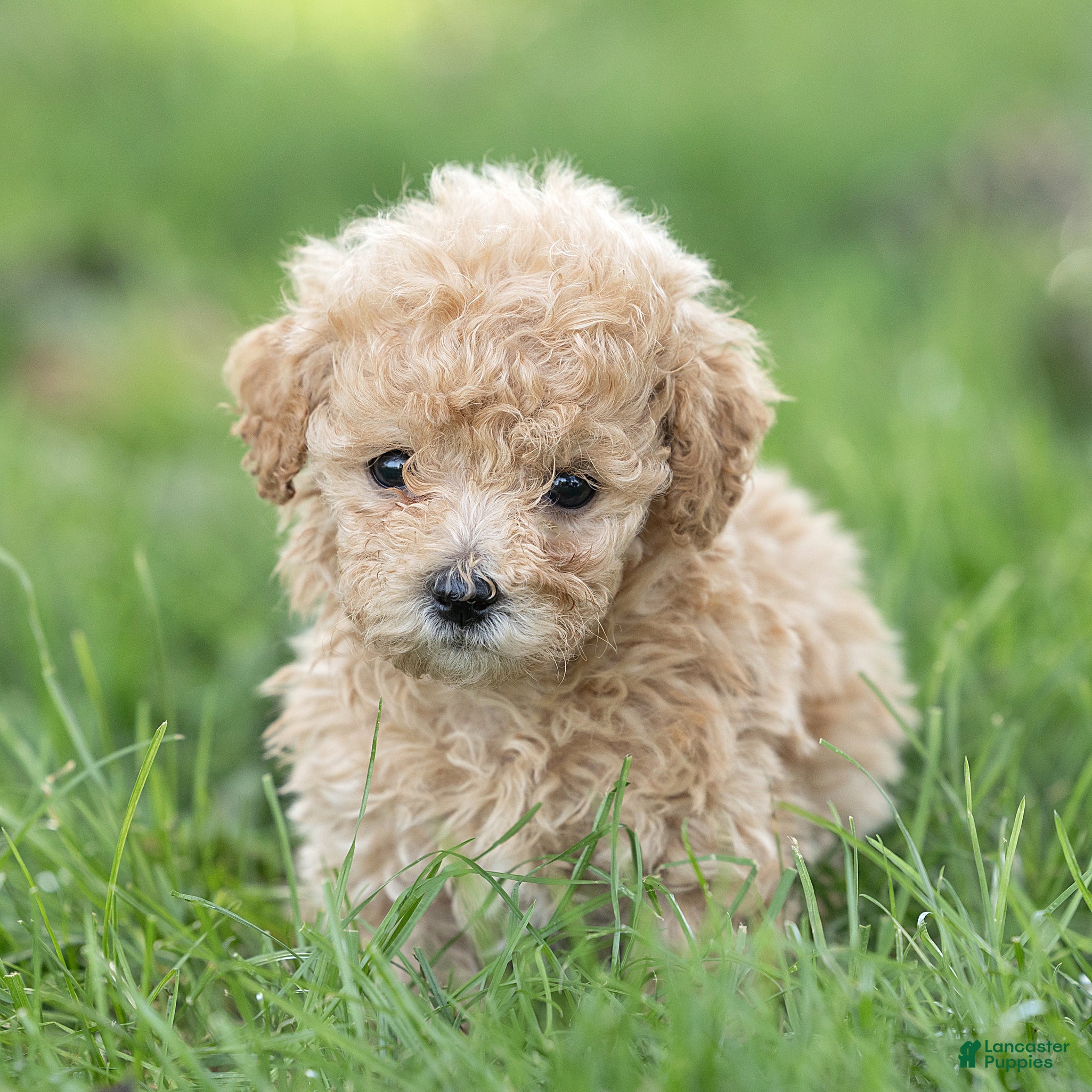 Maltipoo dogs Winston Maltipoo  - Ad 1