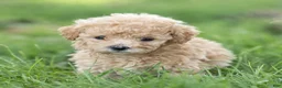 Maltipoo dogs for sale: Winston Maltipoo  - Ad 7
