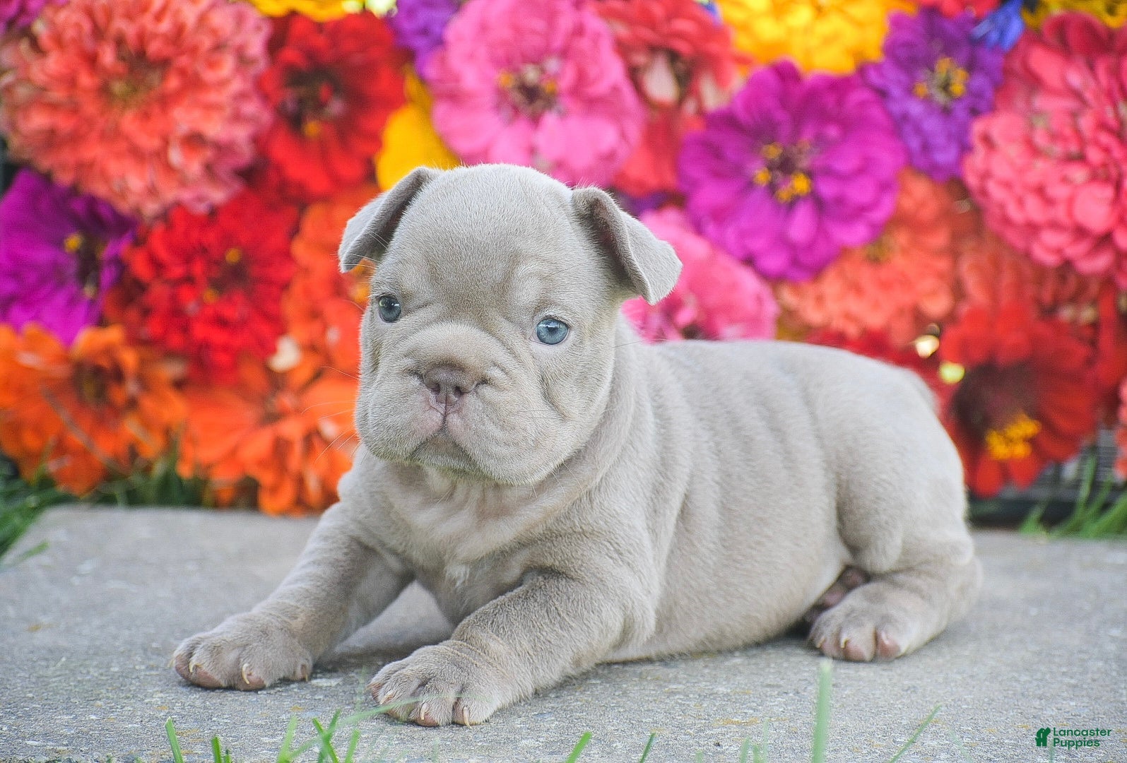 French Bulldog dogs Caroline - Ad 2