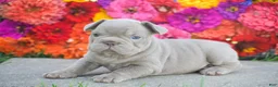 French Bulldog dogs for sale: Caroline - Ad 2