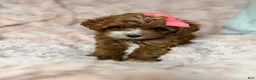 Cavapoo dogs for sale: Remi-toy - Ad 2
