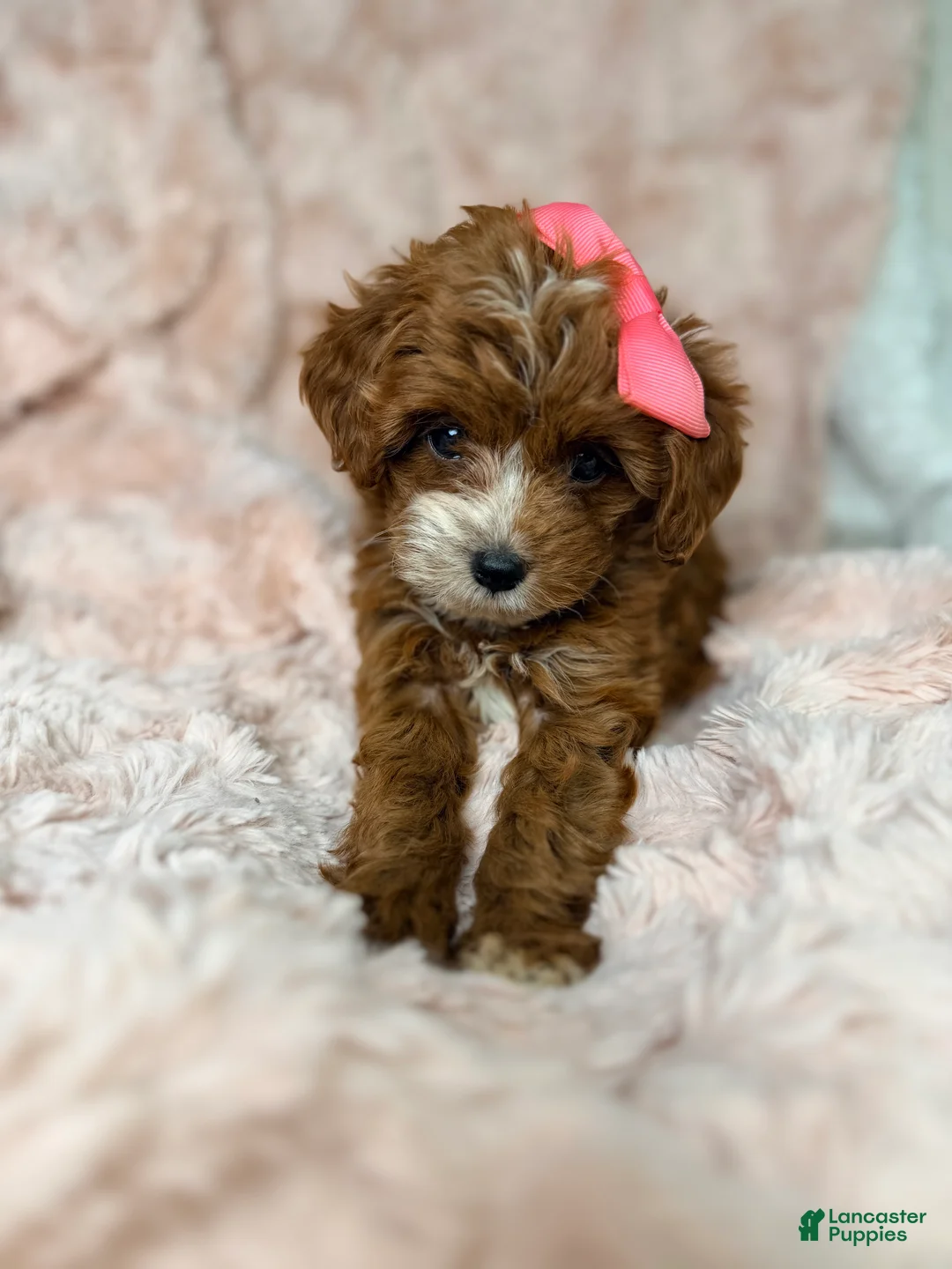 Cavapoo dogs for sale: Remi-toy - Ad 2