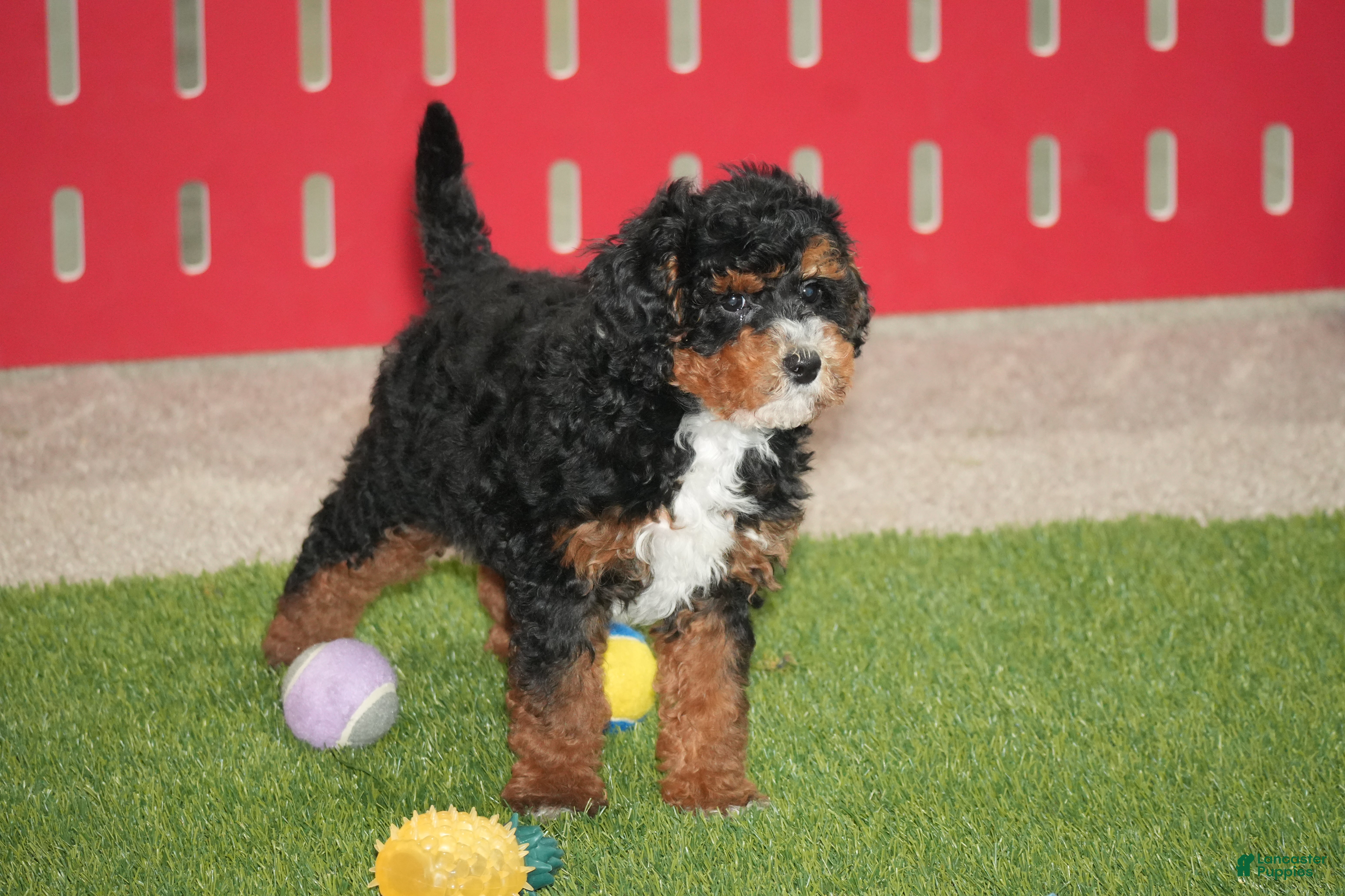 Cavapoo dogs Brady  - Ad 42