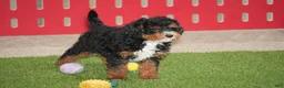 Cavapoo dogs for sale: Brady  - Ad 1