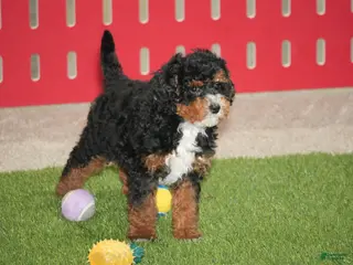 Cavapoo dogs Brady - Ad 42