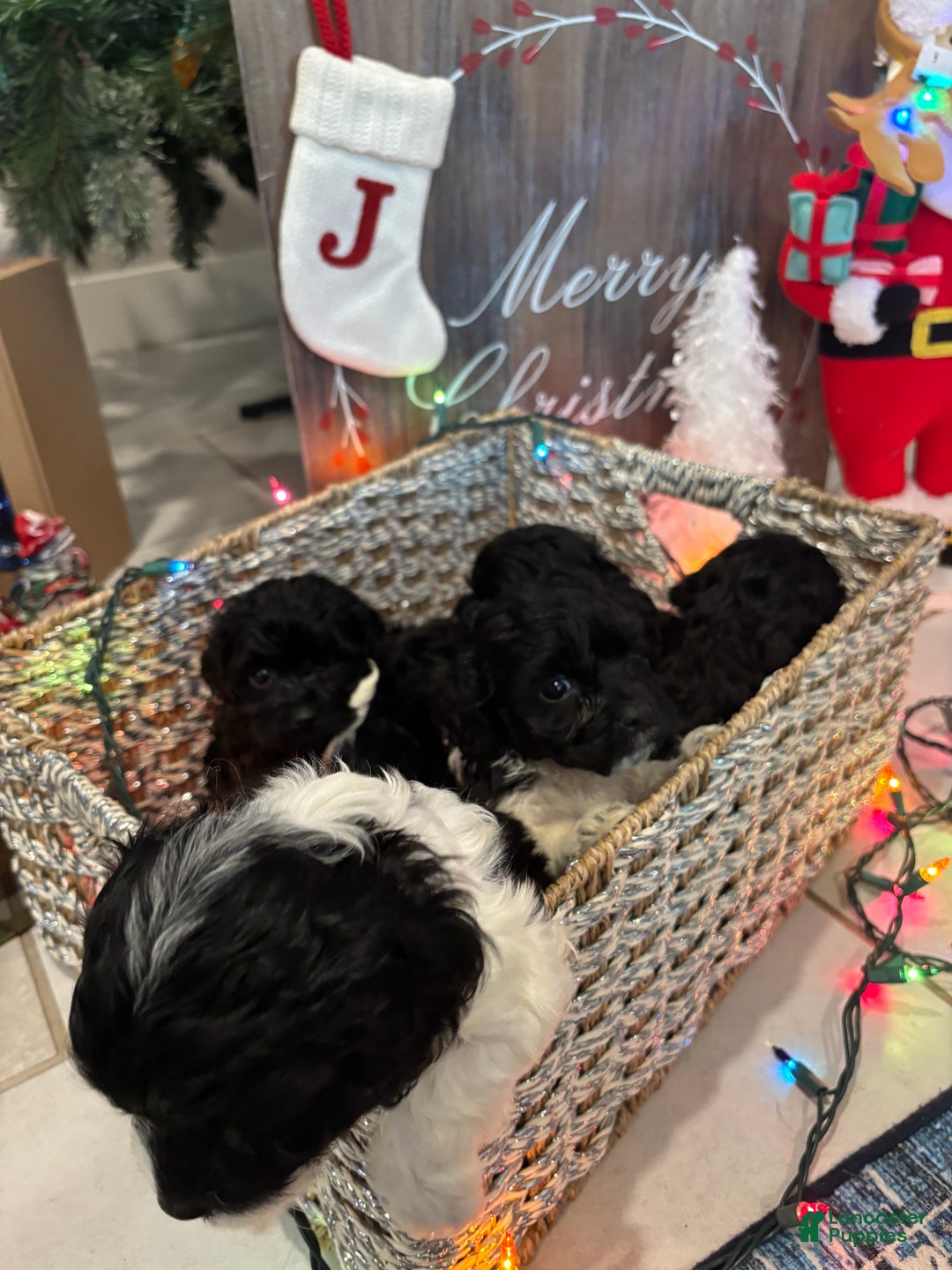 Cockapoo dogs for sale: Cockapoo Puppy 1 - Ad 6