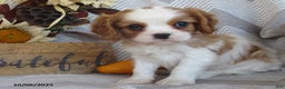 Cavalier King Charles Spaniel dogs for sale: Tyler - Ad 7