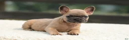 French Bulldog dogs for sale: Indy - Ad 4