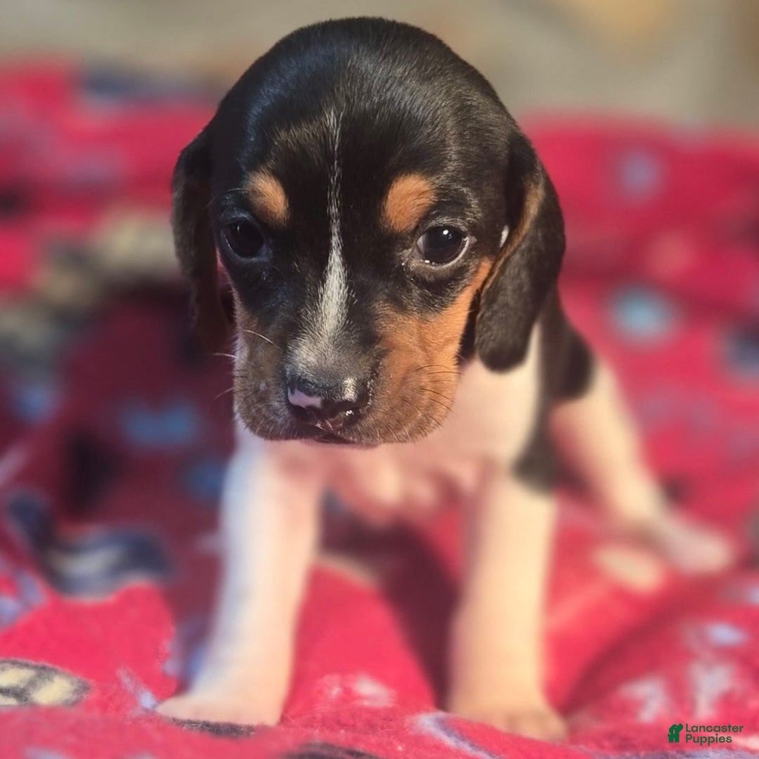 Beagle dogs for sale: Pepper Queen Elizabeth Pocket Beagle - Ad 9