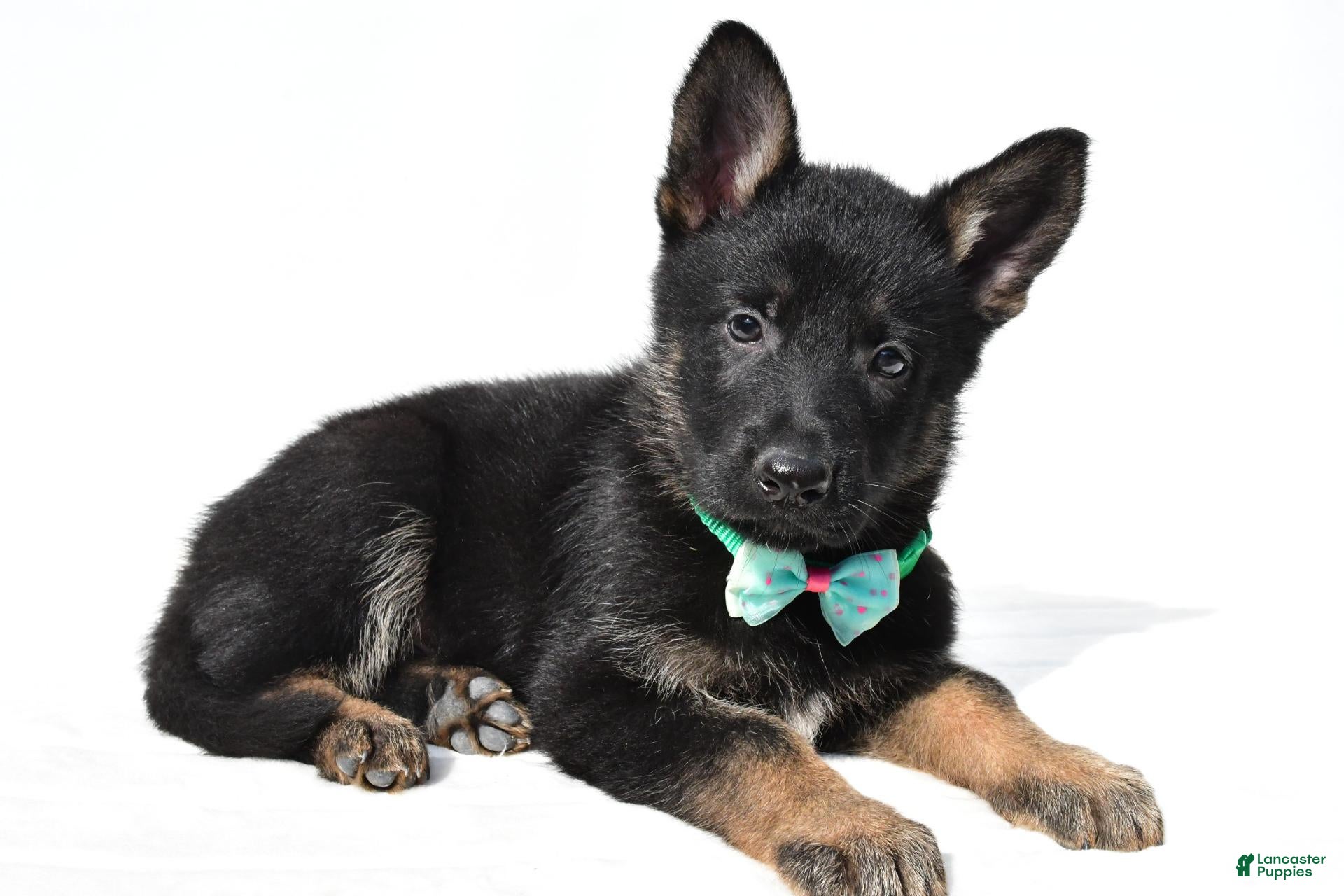 German Shepherd dogs Lyndon - Ad 2