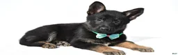 German Shepherd dogs for sale: Lyndon - Ad 2