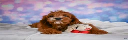 Cavapoo dogs for sale: Clifford - Ad 2