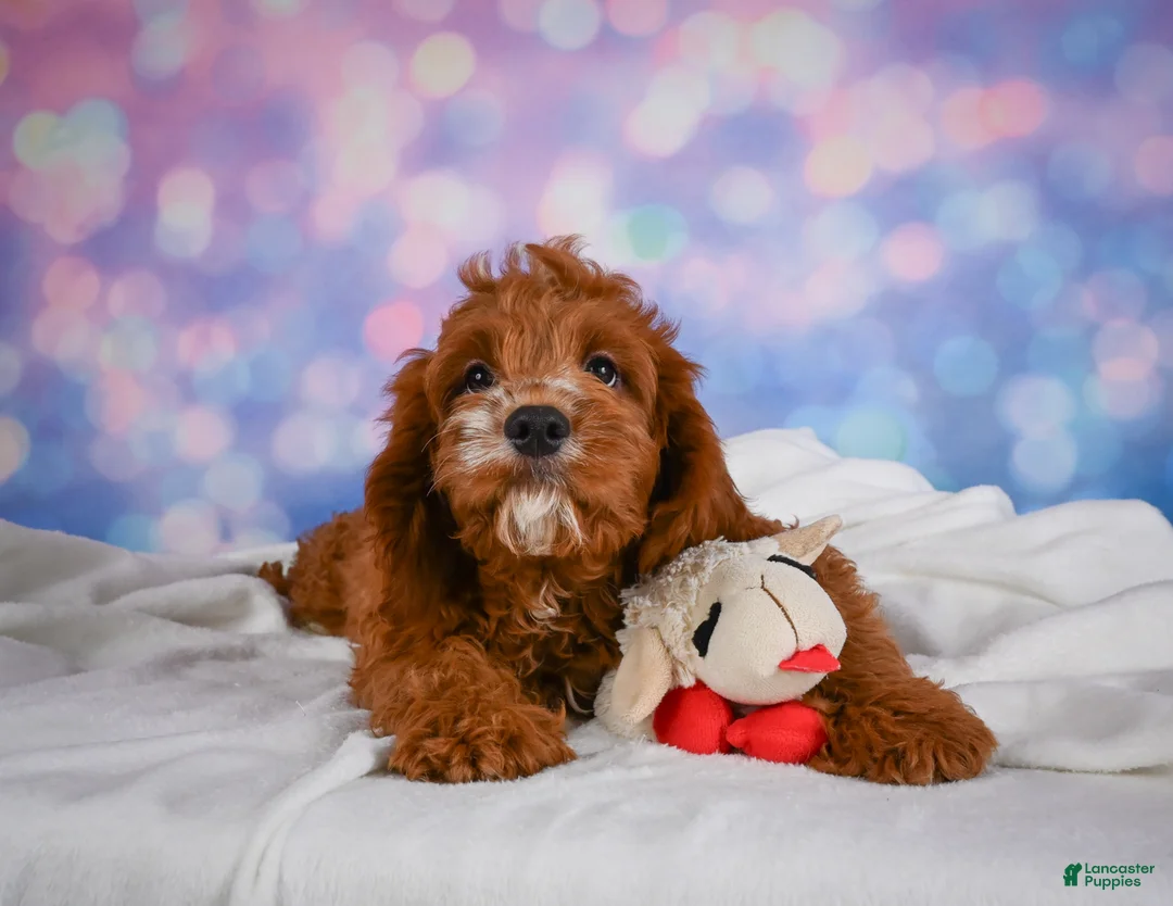 Cavapoo dogs for sale: Clifford - Ad 2