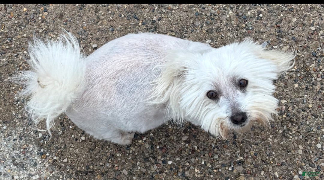 Coton De Tulear dogs for sale: Coton De Tulear Puppy 6 - Ad 9