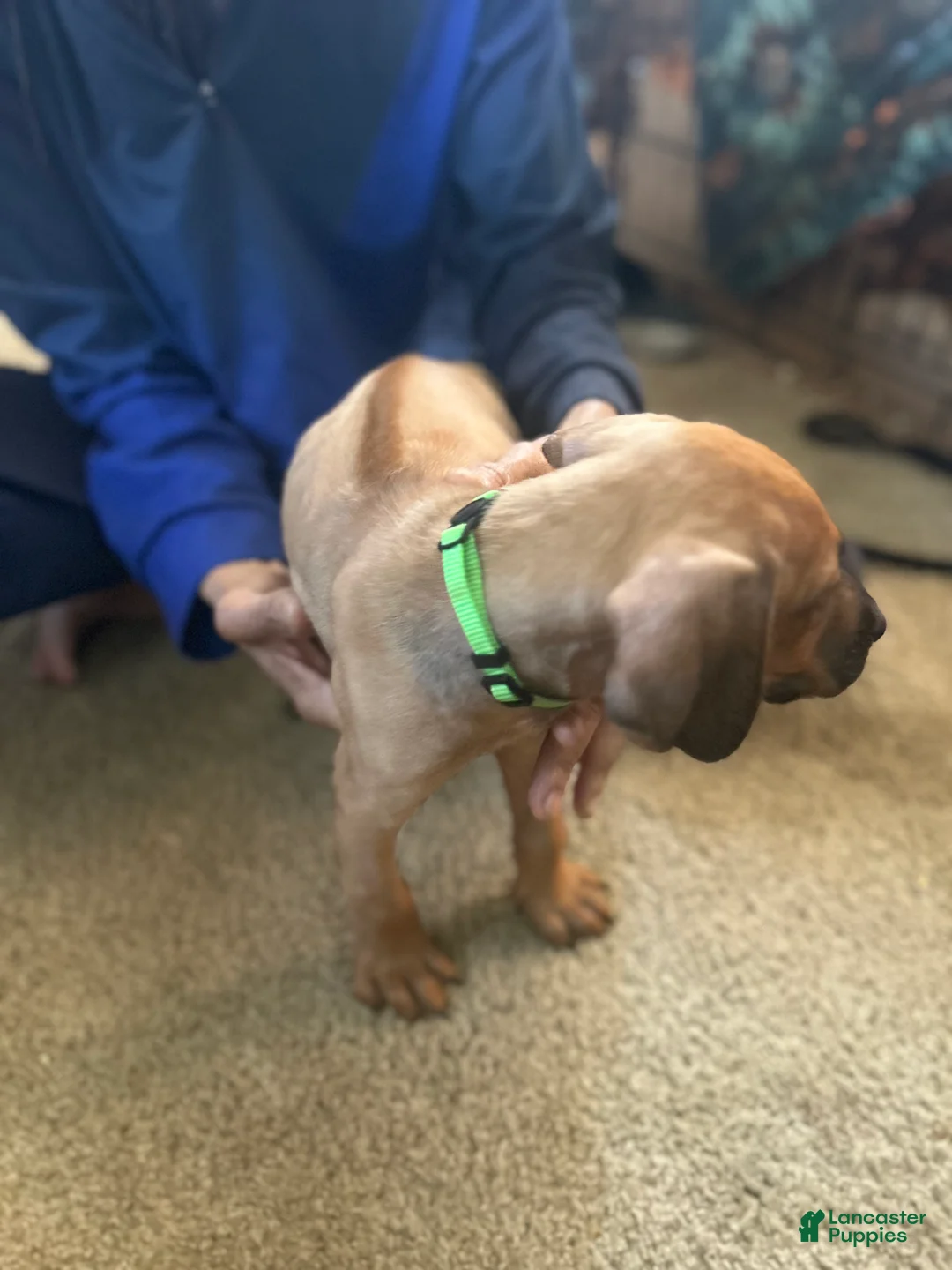 Rhodesian Ridgeback dogs for sale: Rhodesian Ridgeback Puppy 7 Light Green  - Ad 2