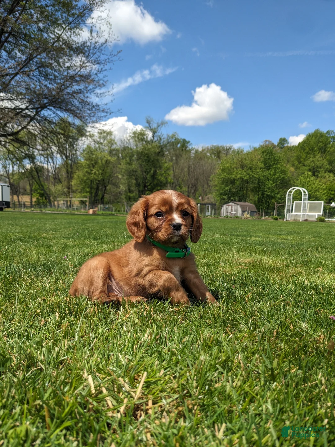 Cavalier King Charles Spaniel dogs for sale: Kooper  - Ad 2