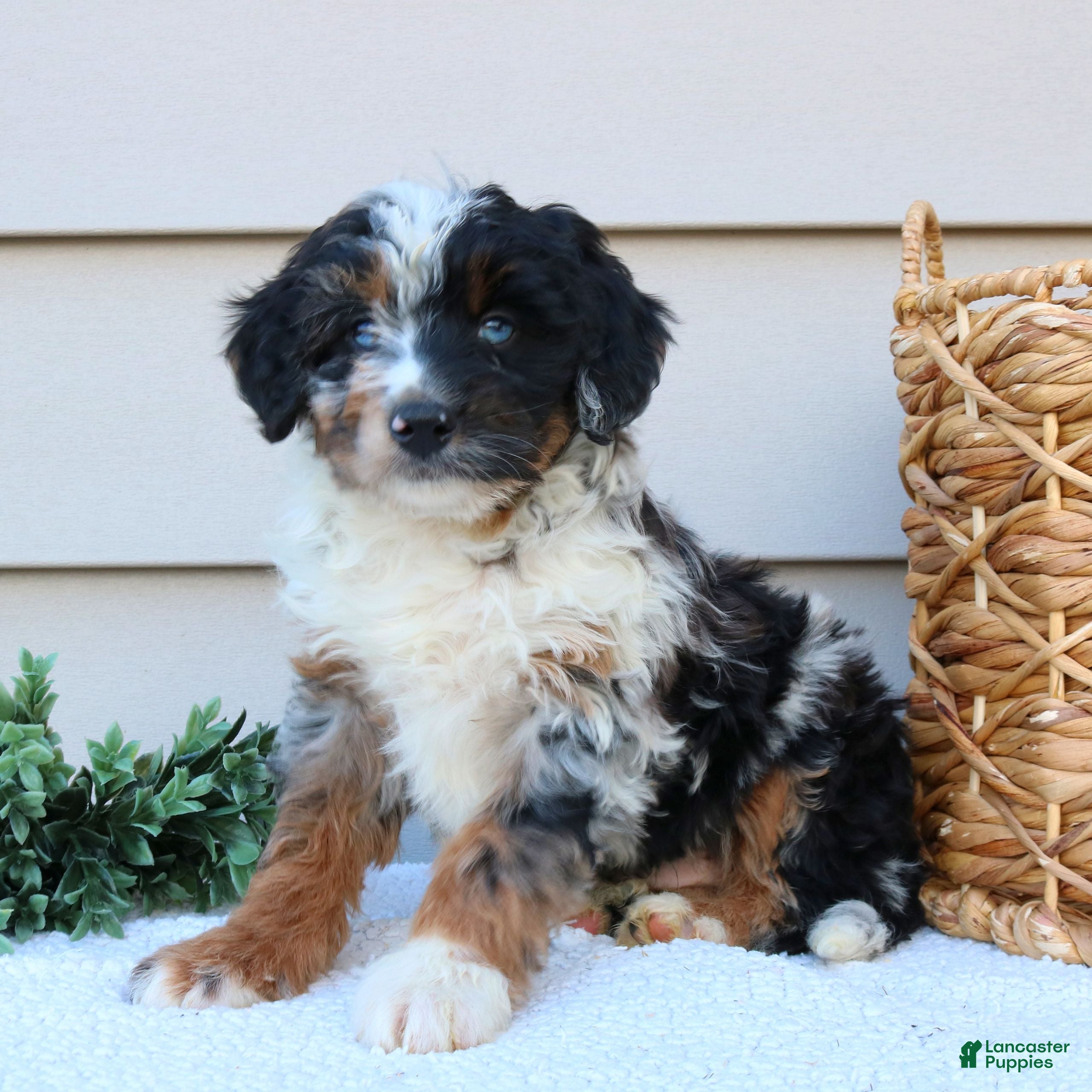 Mini Bernedoodle dogs Jojo  - Ad 41