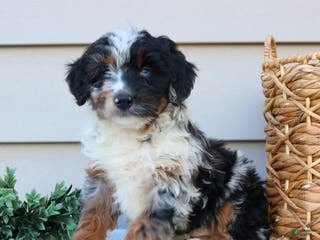 Mini Bernedoodle dogs Jojo - Ad 10