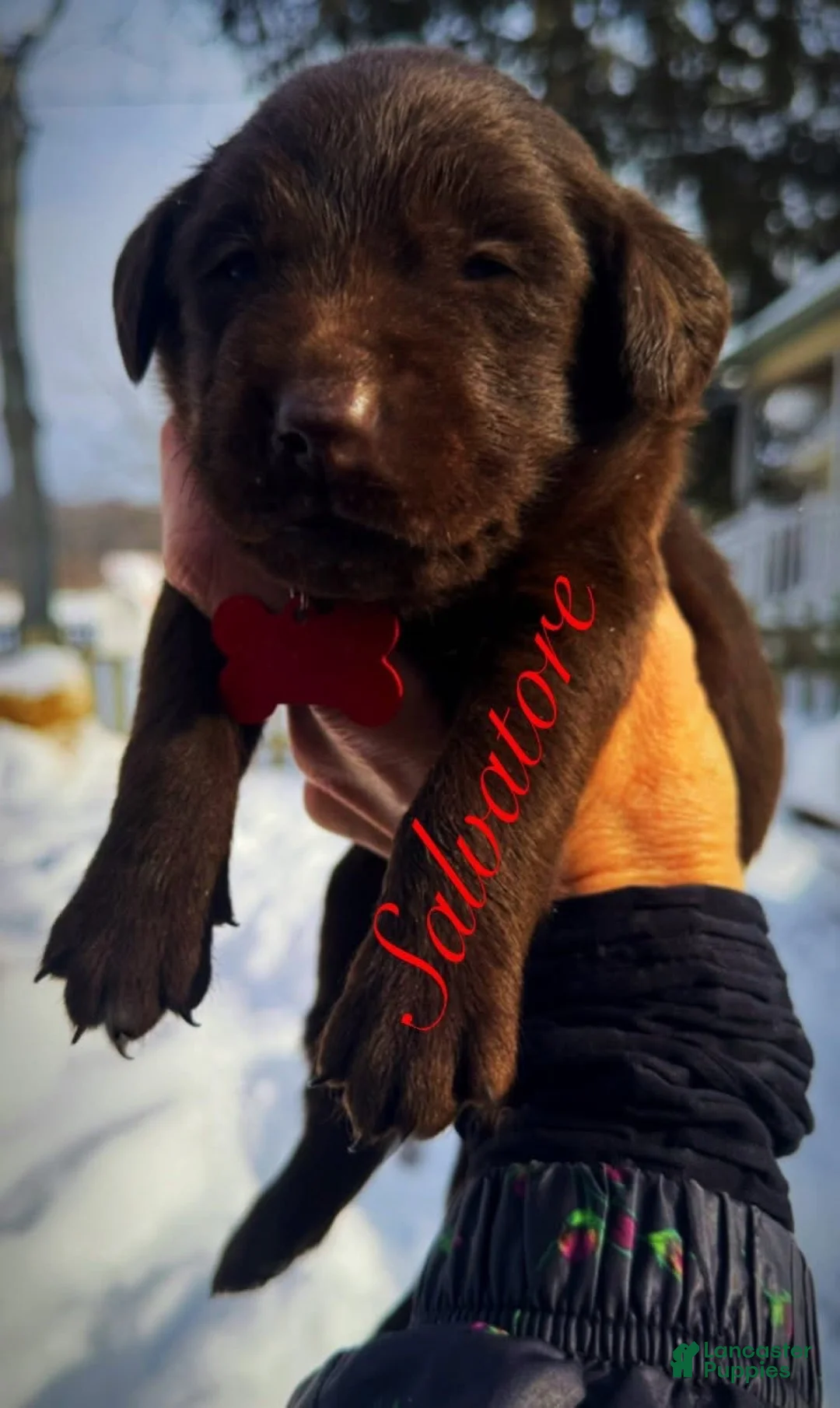 Labrador Retriever dogs for sale: Sal - Ad 17