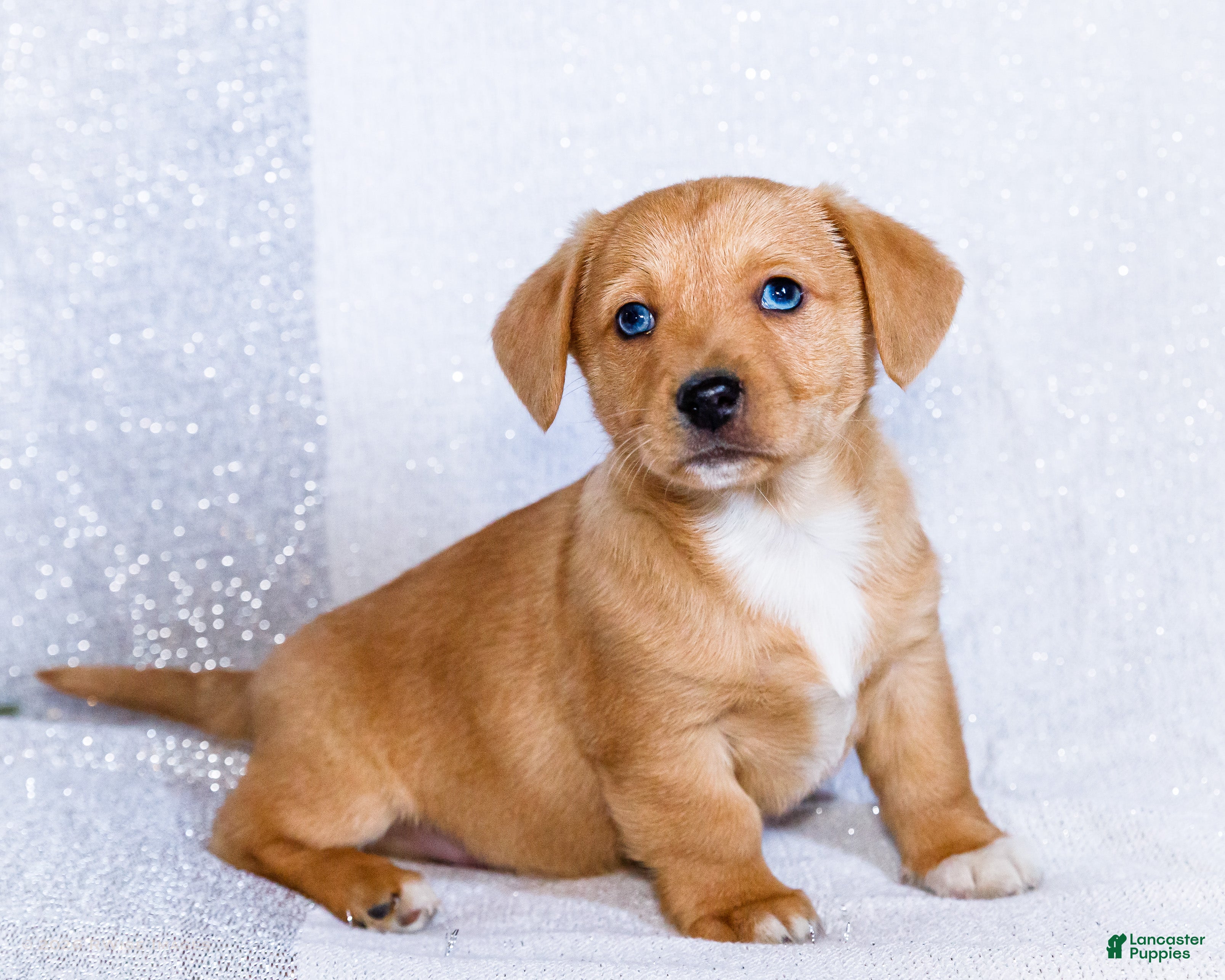 Mixed Breed dogs Biscuit - Ad 1