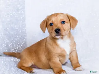 Mixed Breed dogs for sale: Biscuit - Ad 4