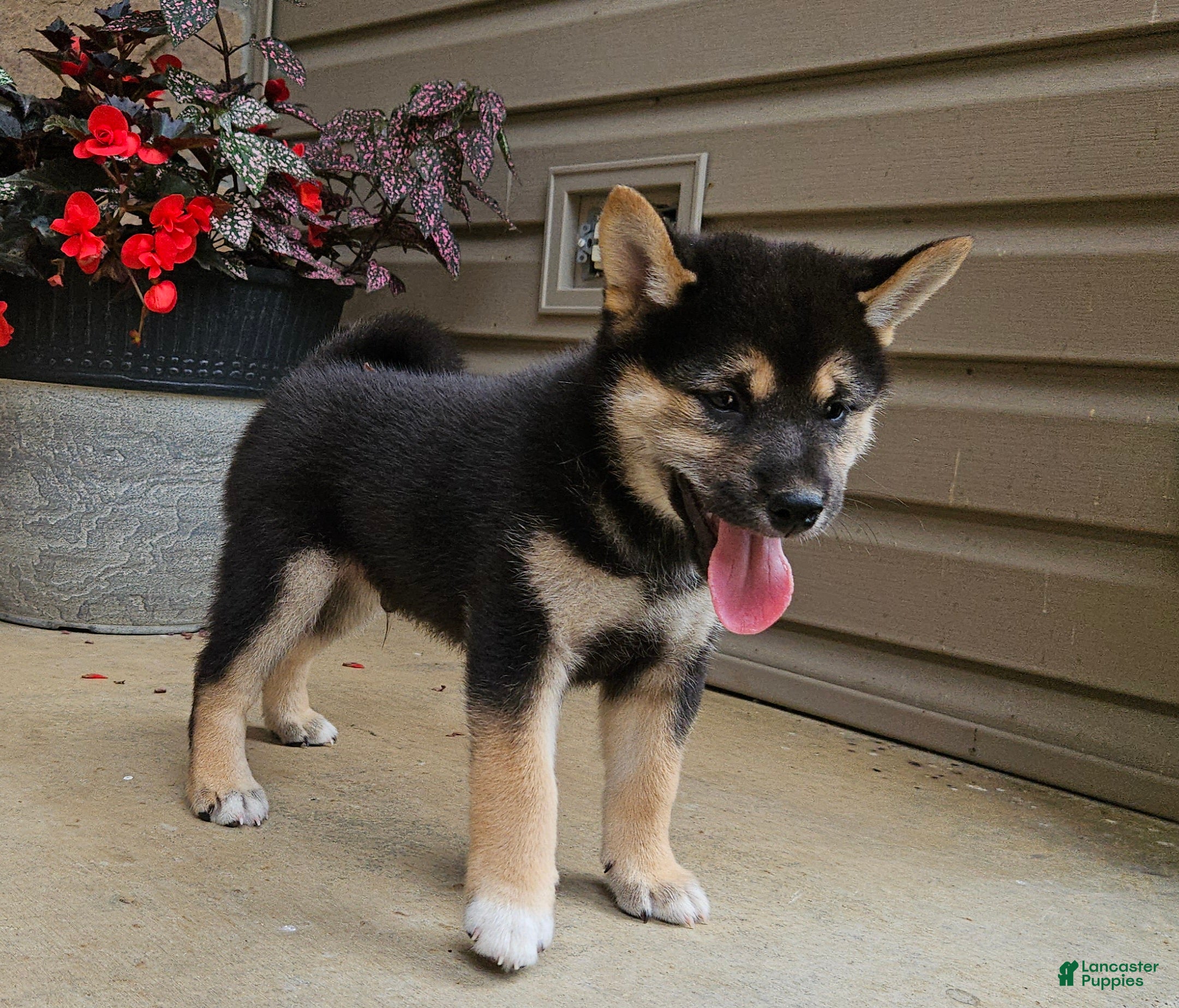 Shiba Inu dogs Hugo - Ad 2