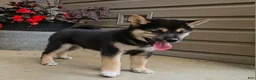 Shiba Inu dogs for sale: Hugo - Ad 2