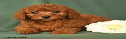 Toy Poodle dogs for sale: Hailey - Ad 4