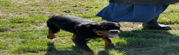 Rottweiler dogs for sale: Wyatt - Ad 3