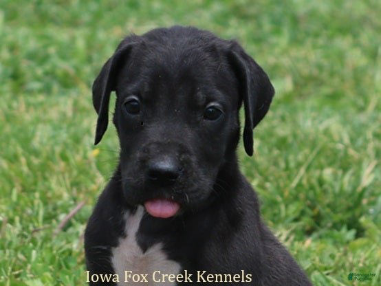 Great Dane dogs Maya - Ad 28