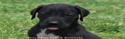 Great Dane dogs for sale: Maya - Ad 1
