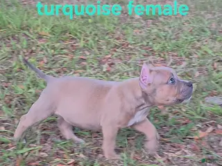 American Bully dogs American Bully Puppy 4 - Ad 7