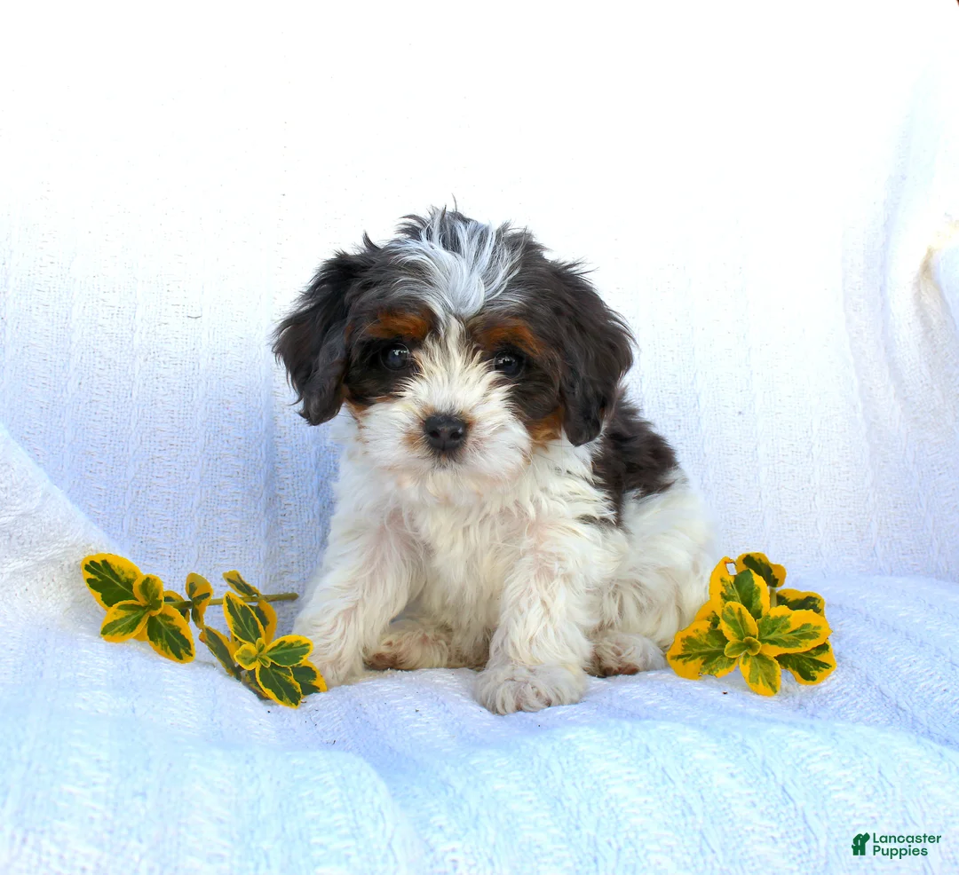 Cavapoo dogs for sale: Lady - Ad 1