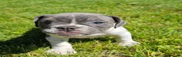 Mixed Breed dogs for sale: Blue Speck - Ad 5