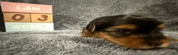 Yorkshire Terrier dogs for sale: Orion - Ad 3