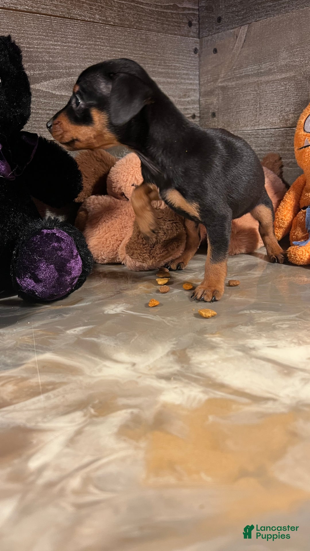 Miniature Pinscher dogs for sale: Brutus - Ad 8