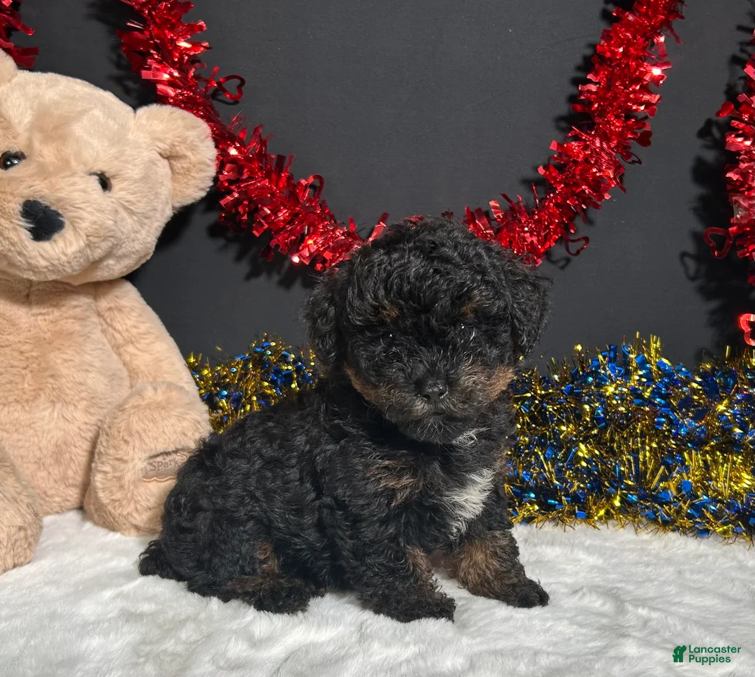 Miniature Poodle dogs for sale: Luna - Ad 2