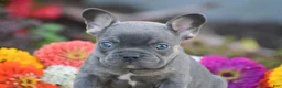 French Bulldog dogs for sale: Titan - Ad 3