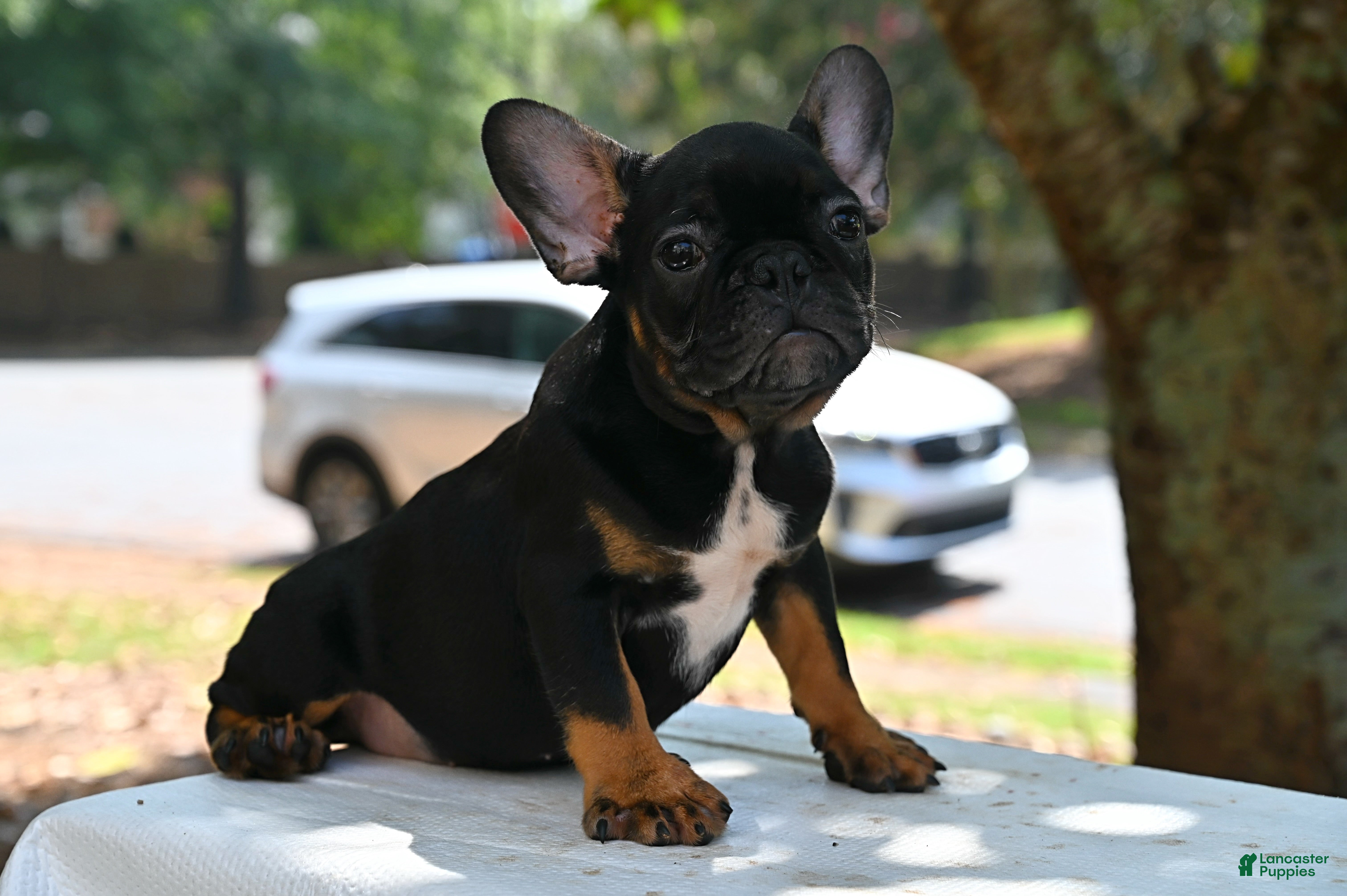 French Bulldog dogs Charlie - Ad 2