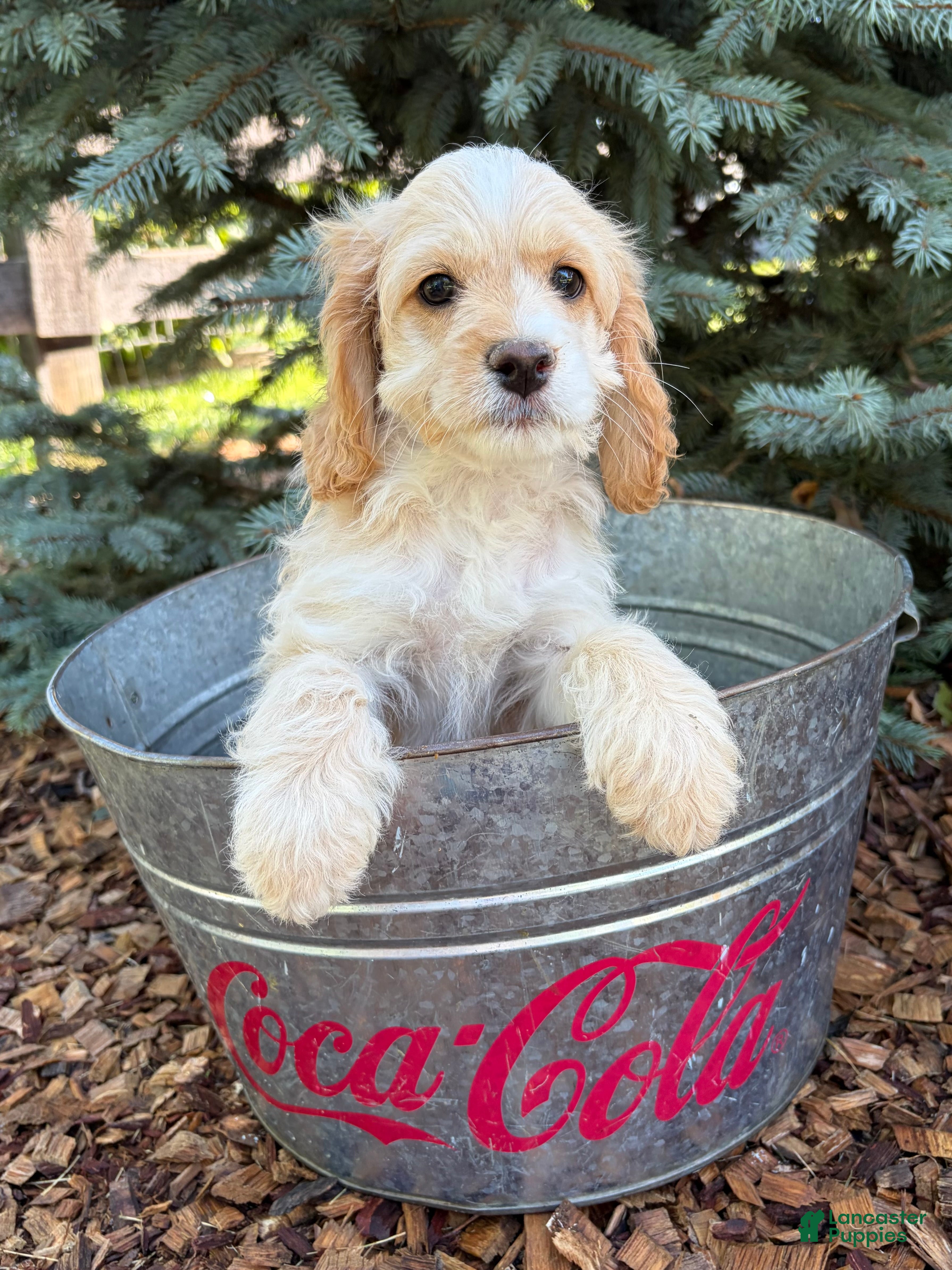 Cockapoo dogs Bella - Ad 1