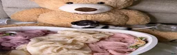 Cockapoo dogs for sale: Kim - Ad 10