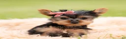 Yorkshire Terrier dogs for sale: Callie - Ad 5