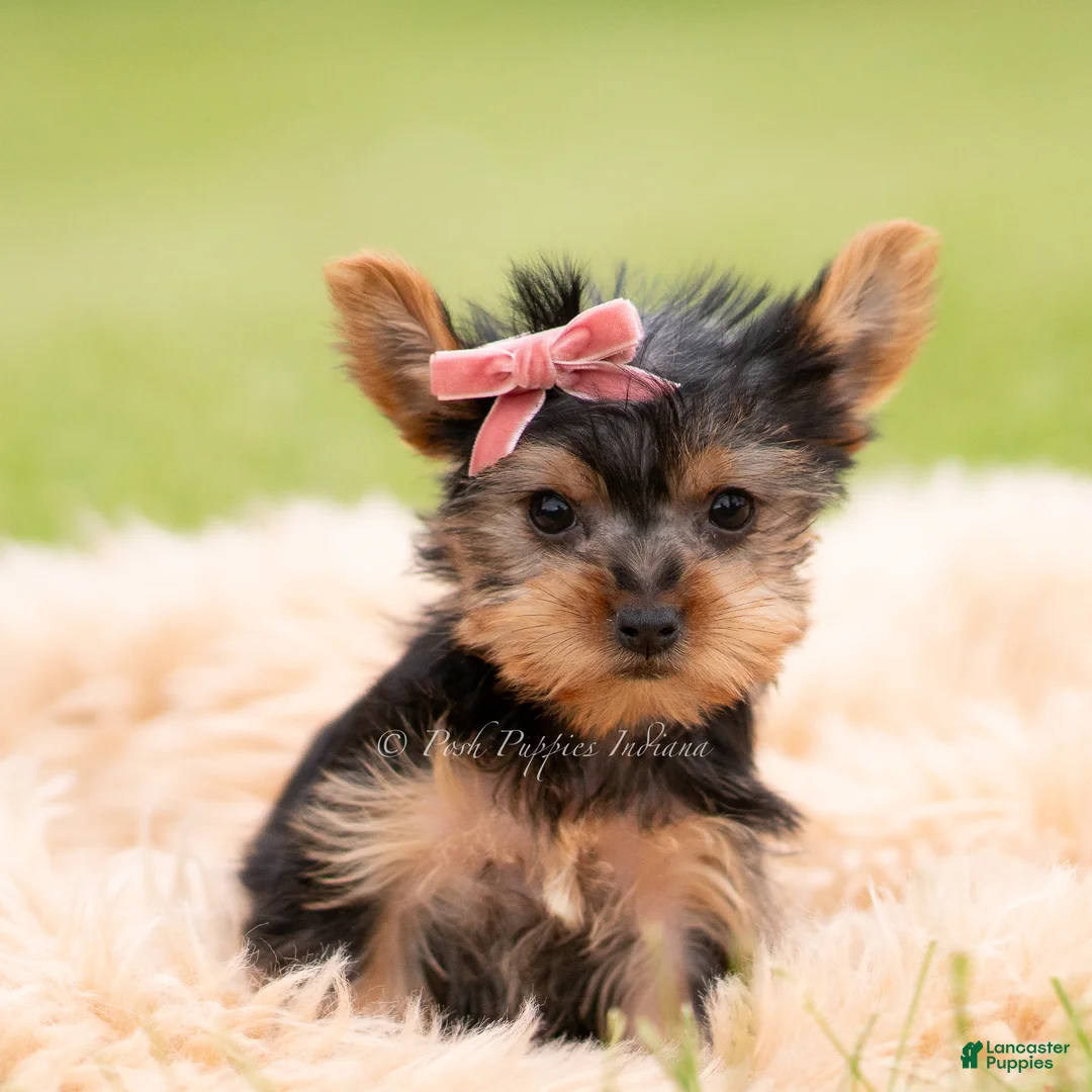 Yorkshire Terrier dogs for sale: Callie - Ad 5