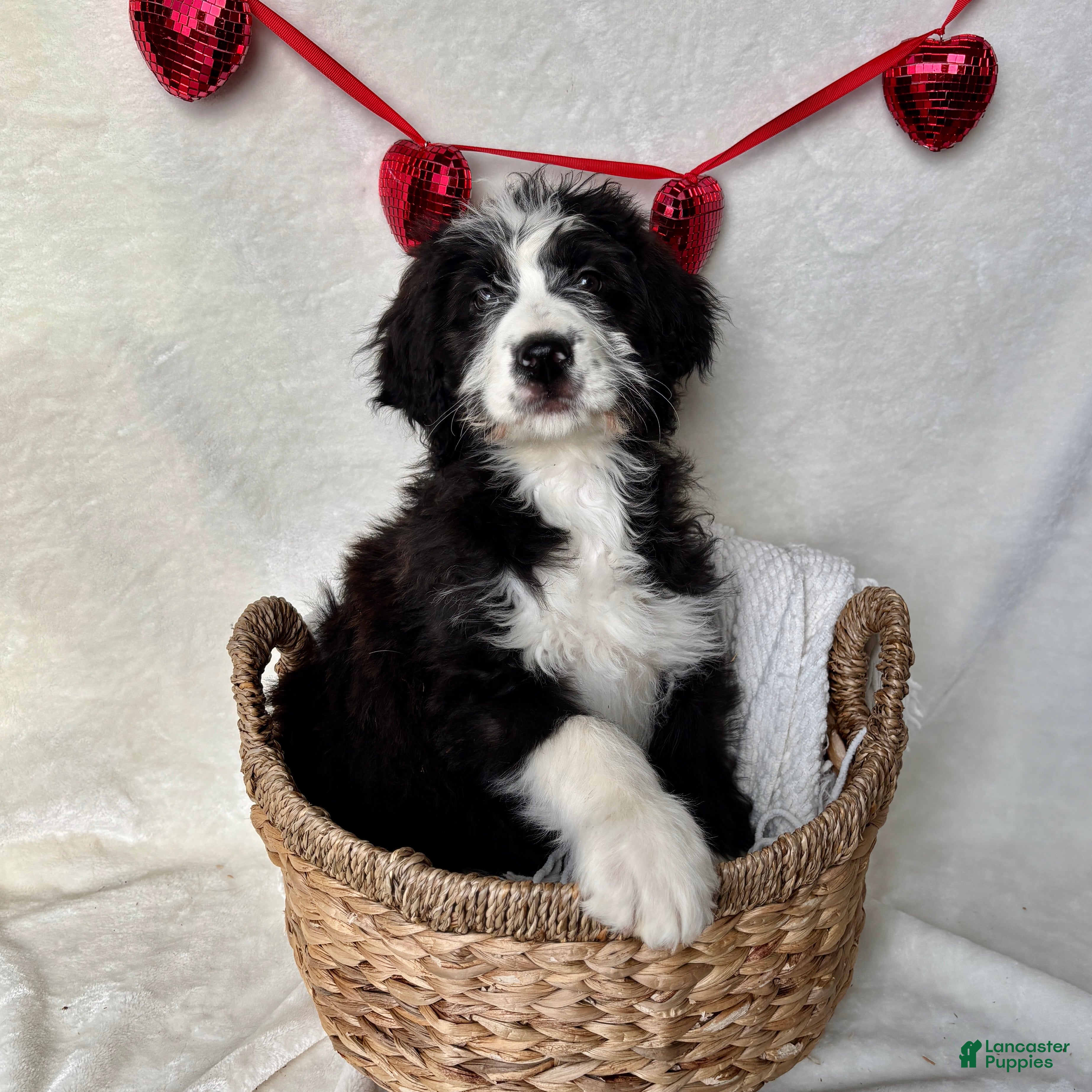 Bernedoodle dogs Milo (Updated Pictures!) - Ad 2