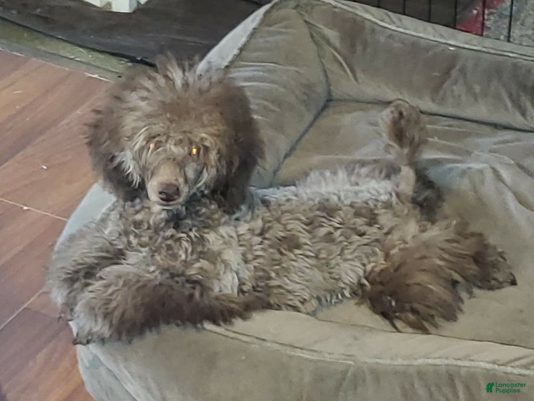 Toy Poodle dogs for sale: Toy Poodle Puppy 2 - Ad 4