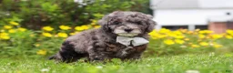 Mini Bernedoodle dogs for sale: Oscar - Ad 3