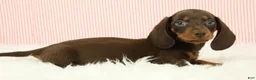 Miniature Dachshund dogs for sale: Loki 🦔 - Ad 12