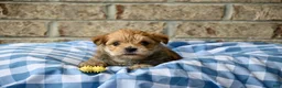 Morkie dogs for sale: Bruce - Ad 3