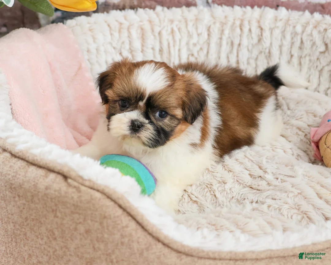 Shih Tzu dogs for sale: Flower  - Ad 2